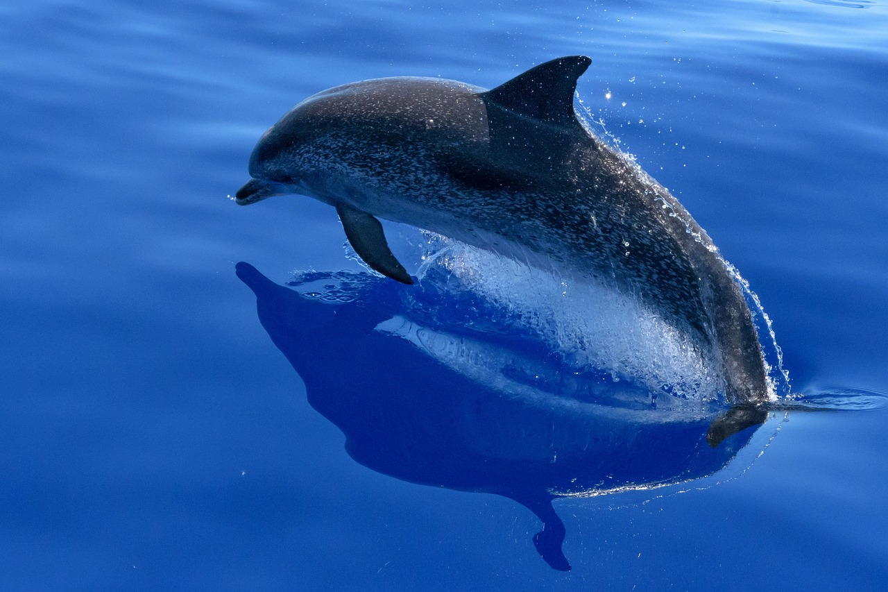 Under the Sea: Marine Life Drawing Tips